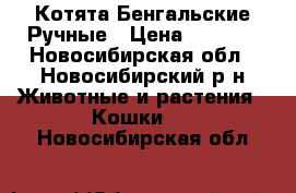 Котята Бенгальские Ручные › Цена ­ 2 000 - Новосибирская обл., Новосибирский р-н Животные и растения » Кошки   . Новосибирская обл.